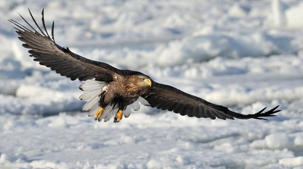 桀骜不驯的鹰,天空中的顶级掠食者,猛禽当中的王者_动物学_猎物_爪子