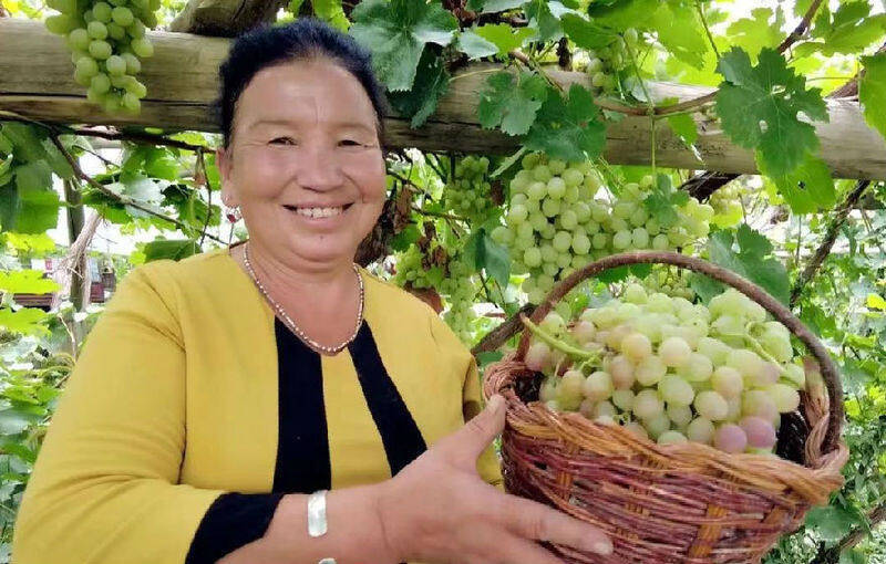 新疆阿瓦提 木纳格 葡萄喜获丰收果香四溢采摘正当时 种植 格木 斯马