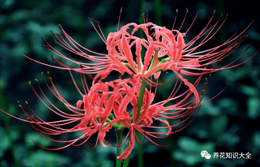 花友_扶桑_虞美人