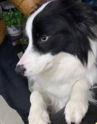 只要主人没有抓到现行,边牧的表情真的是亮了,分分钟就像逃避.