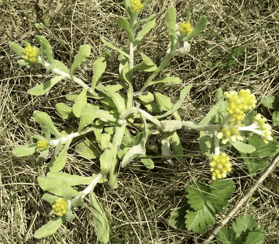 农村有1种野草,人称"水牛花",比得上还魂草,碰到摘