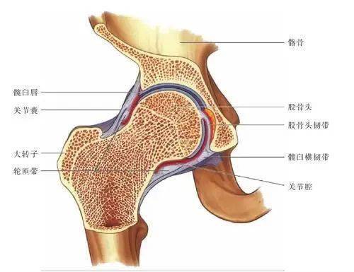 髋关节是球窝式关节股骨头(球)与骨盆的髋臼(窝)相吻合