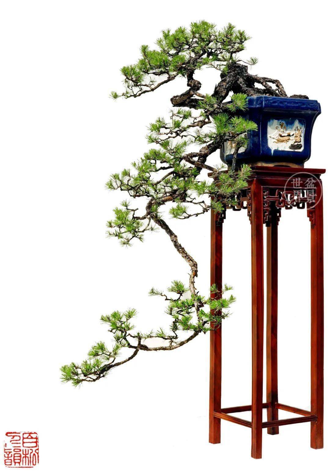 倒挂金钩,绝了!_cm_作品_盆景