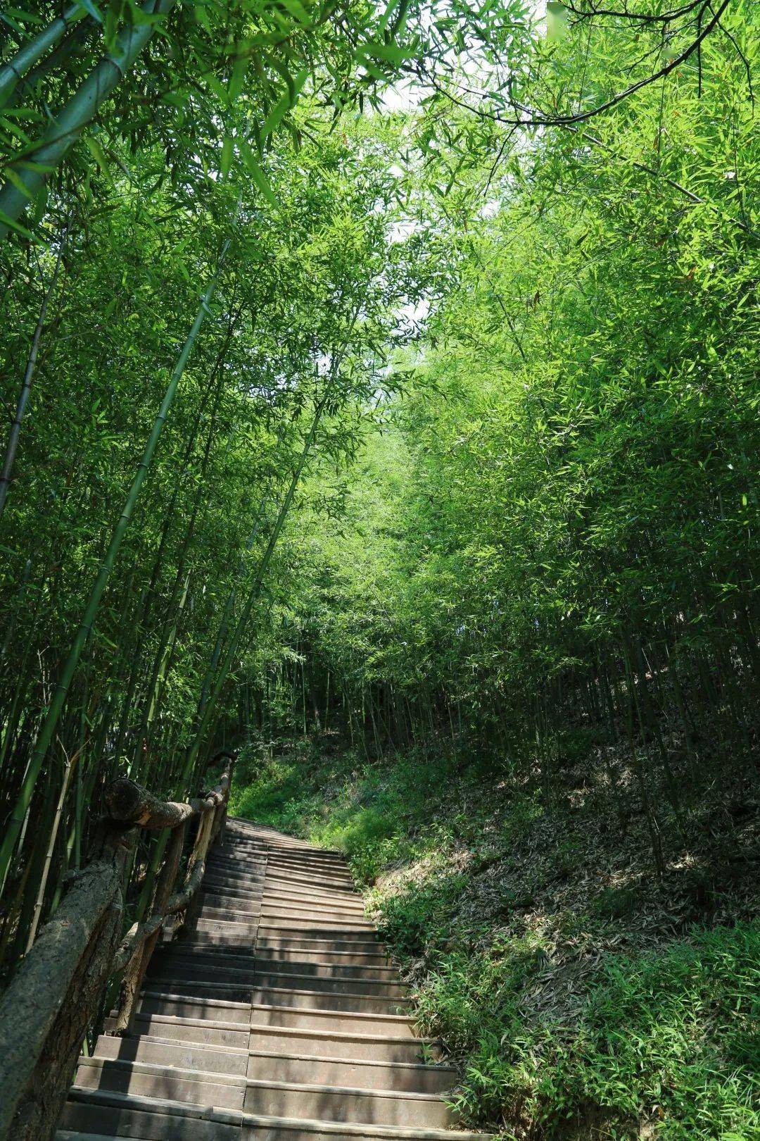 绿林竹海,云赏一波_鲸鱼沟_竹林_生活