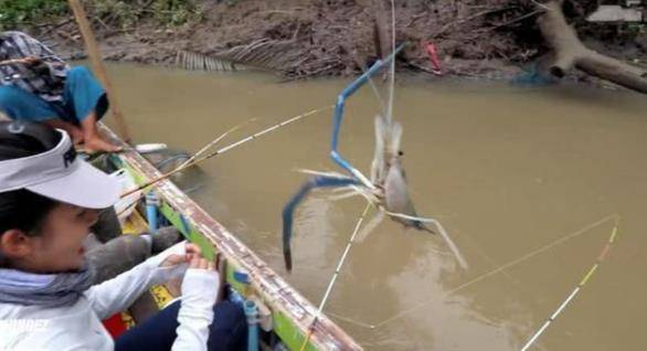 湄公河大虾泛滥成灾，个个有1米长，为何中国吃货不吃了？