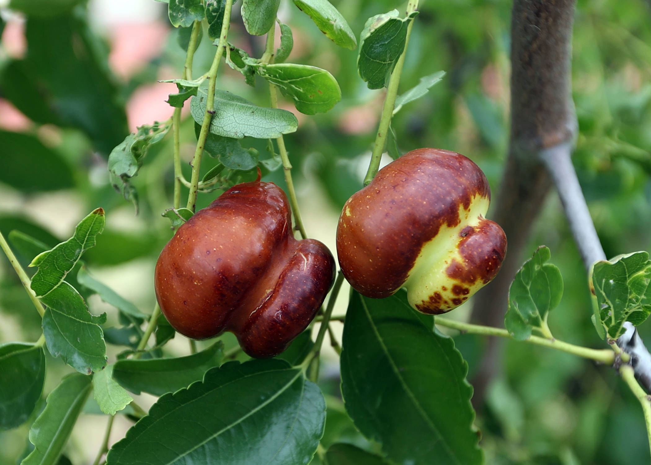 "百枣荟萃" 中国枣文化博览园:国内鲜枣种类最全的红枣品种与科技推广