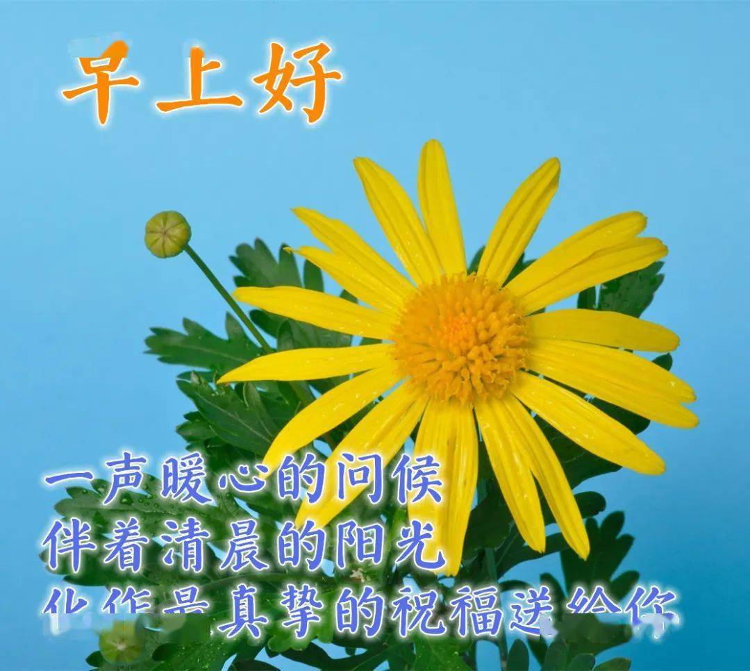 大家早上好問候語圖片帶字溫馨_生活_祝福_陽光