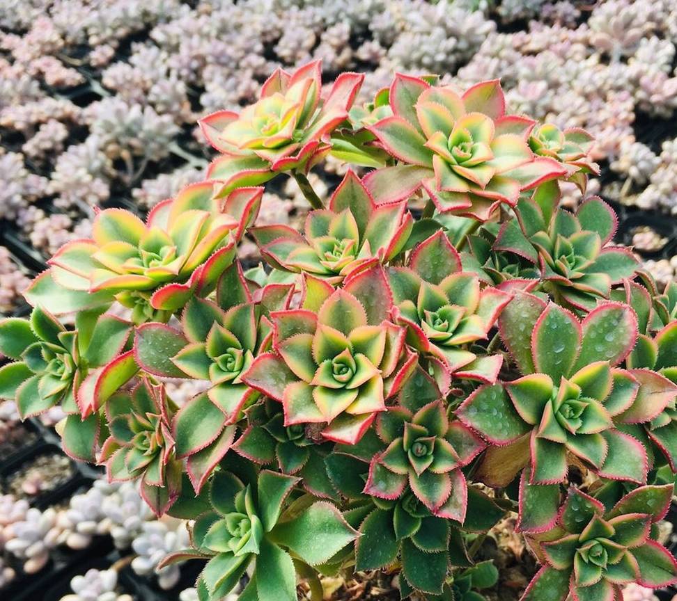 养多肉选择艳日辉,一不小心爆盆给你看,叶片红艳又肥美,很漂亮_土壤