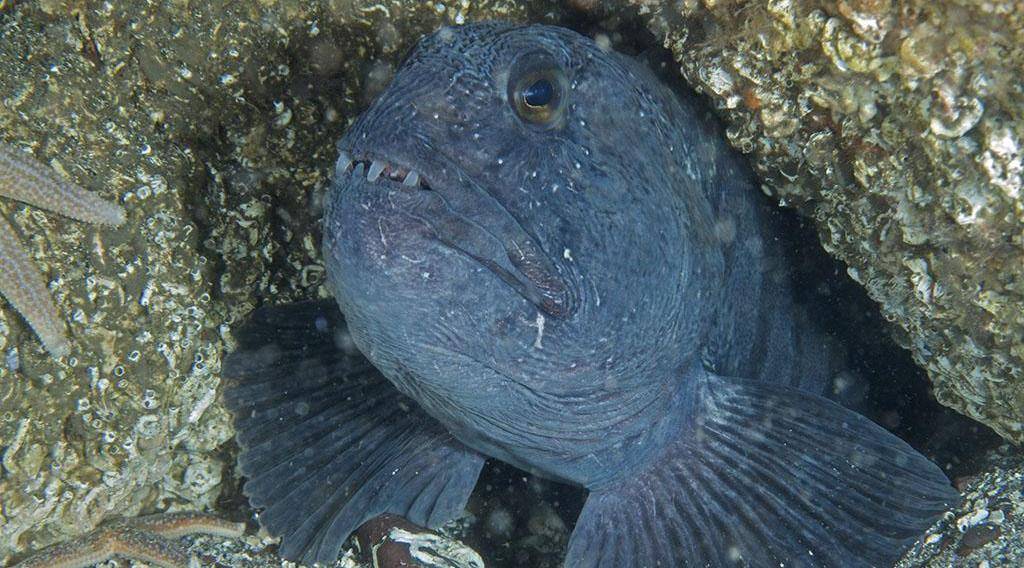 狼鳗和狼鱼有什么区别?长相丑得很相似,但在餐桌上待遇可不一样