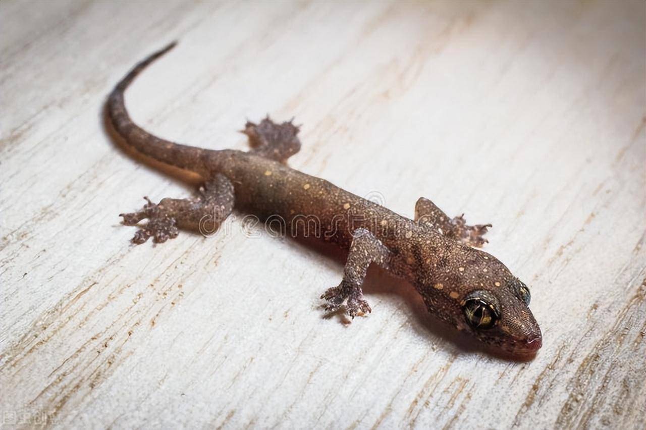 【作者简介】张雯然,许昌市毓秀路小学六(8)班学生.