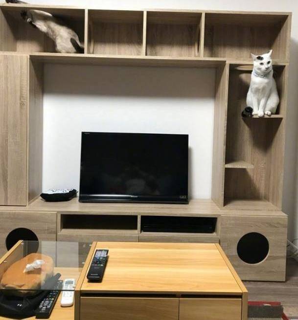 猫咪总是爬电视,铲屎官灵机一动想出一招,家里从此安静了!