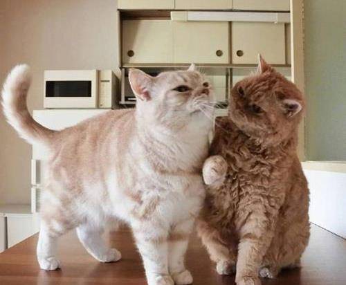 猫想向青梅竹马索吻,结果被对方一爪子推开:你滚开,口太臭!