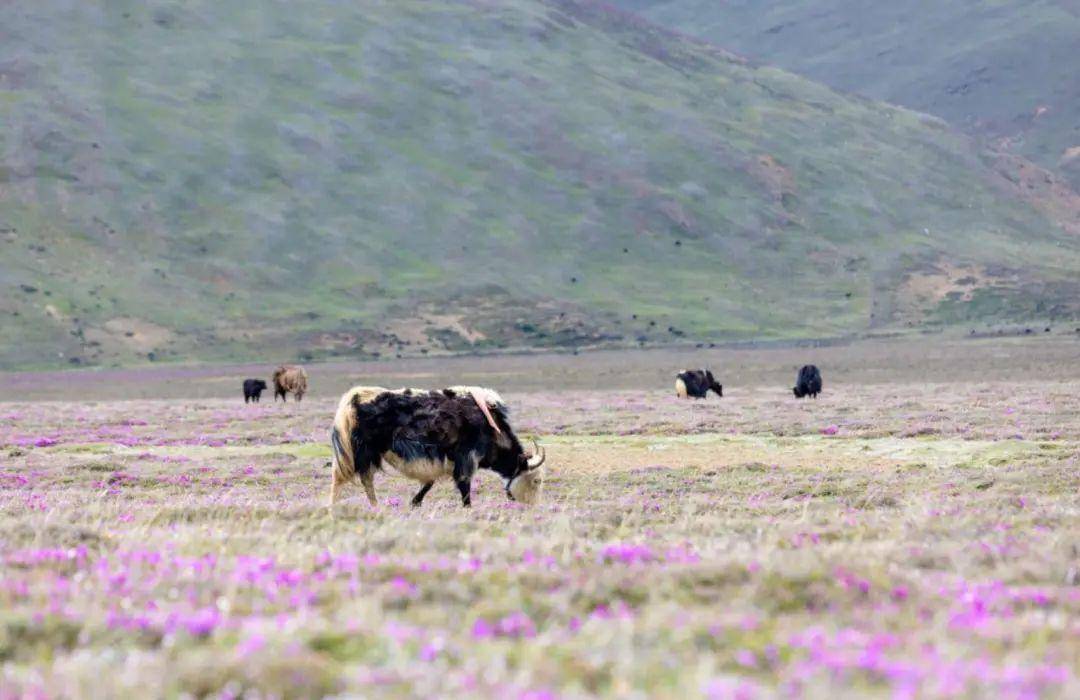 惊艳！西藏这4个地方，小众低调却藏着世界级景观