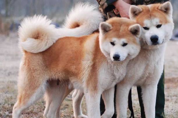 再者,忠誠勇敢的北海道犬,它們有著似狐狸一樣的頭部,擁有雙層的皮毛