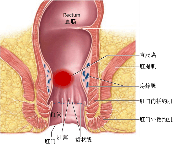 男性直肠解剖图图片