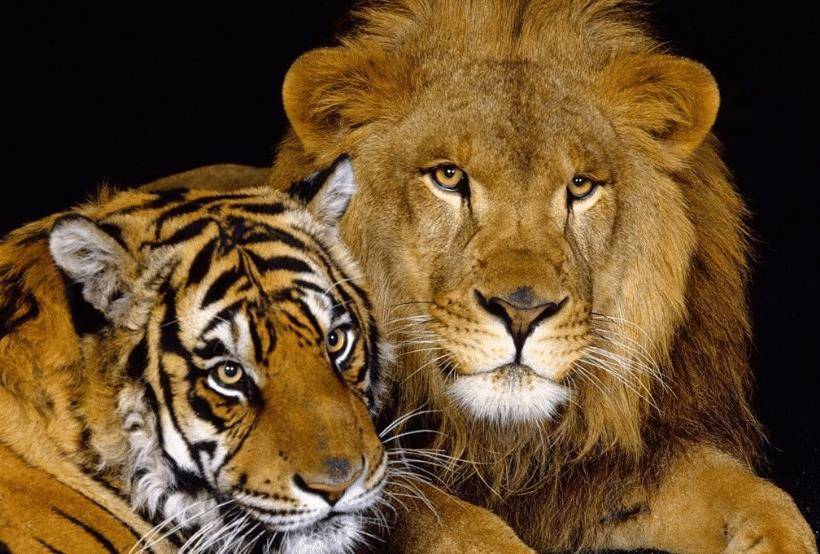 老虎和狮子谁更强?
