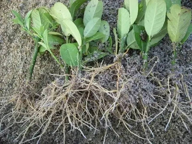 根部_方法_花卉