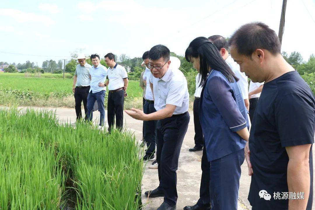 桃源县县长马吉云图片