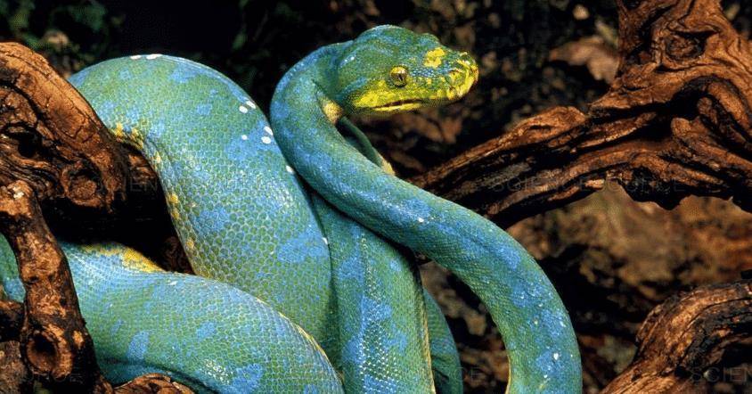 世界上最值钱的蛇图片