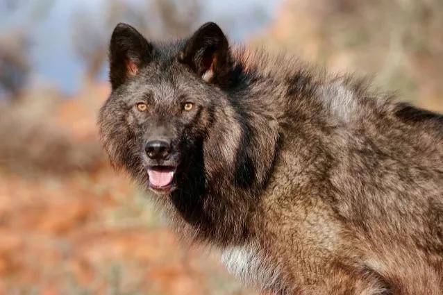 成年的北美大灰狼有多么厉害?可以打得过比特犬吗?为什么?