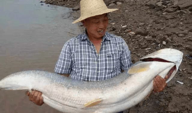 一條400多斤青魚王據說這條魚在網裡掙扎時,差點把魚船都拽翻了_長江