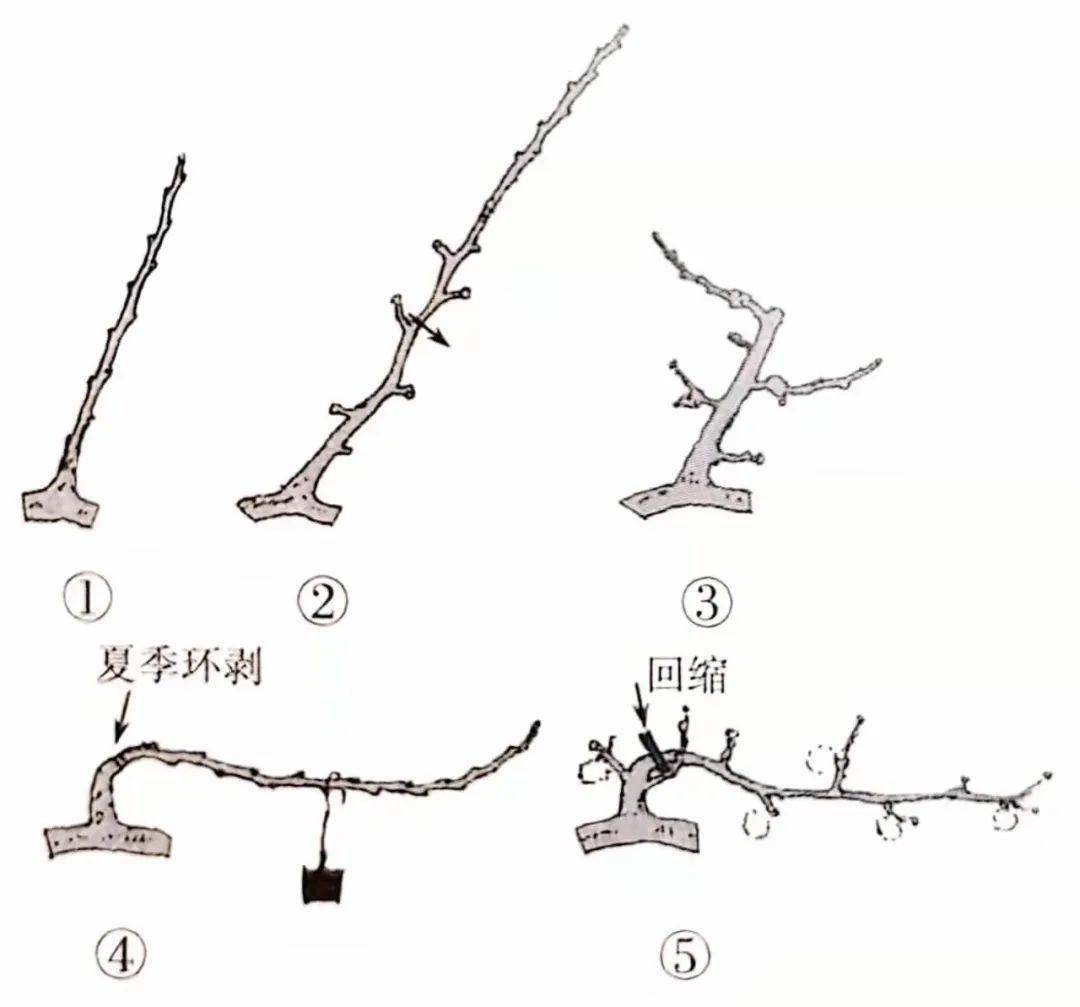 盆景修剪秘籍:第二式"疏剪",你以为的"随便剪"其实暗藏玄机!