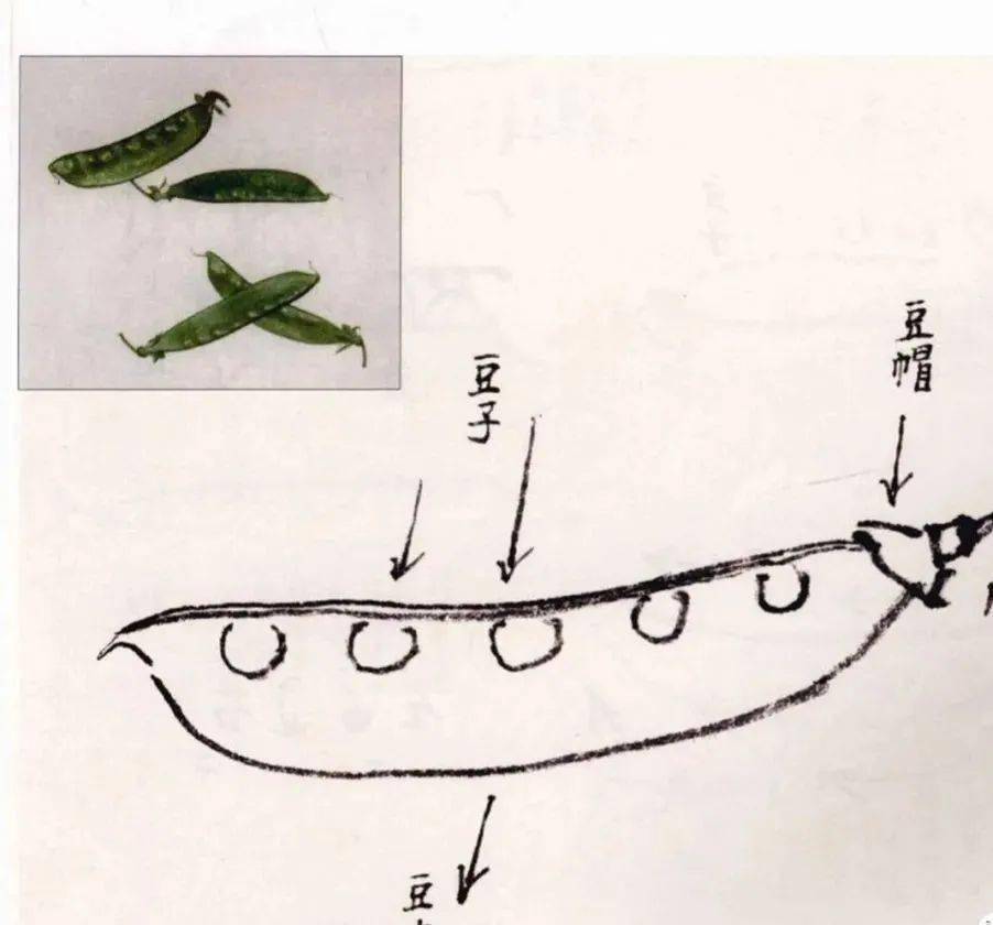 國畫教程——扁豆畫法_豆子_淺綠色_豆莢