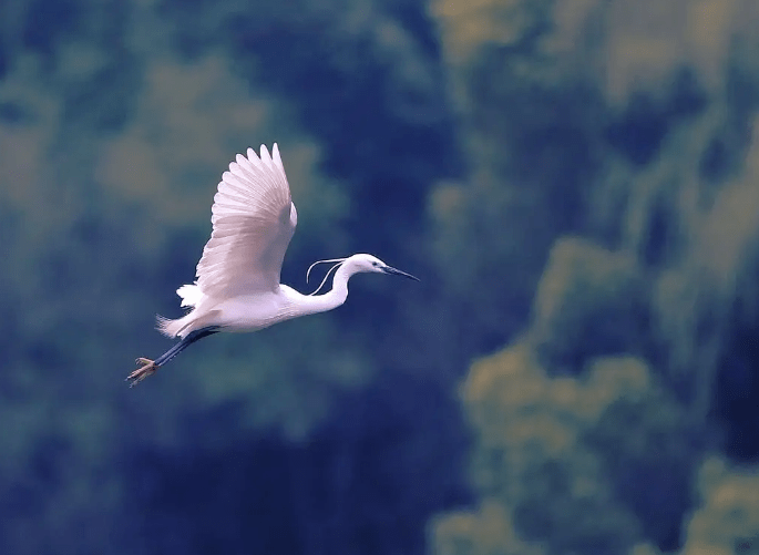 【诗词鉴赏】一行白鹭上青天,有关白鹭的诗词 ,在文人的墨香里翩然去