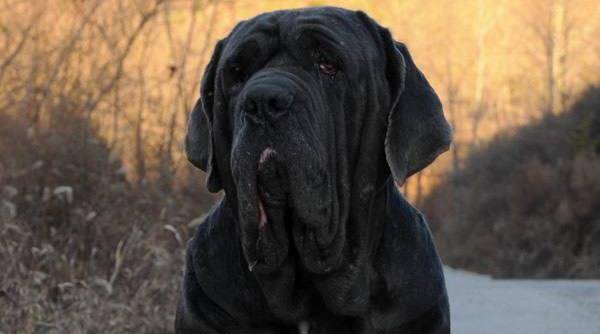 世界上最凶猛,最危险的3种猛犬,被许多国家禁止饲养_非勒_利顿_主人