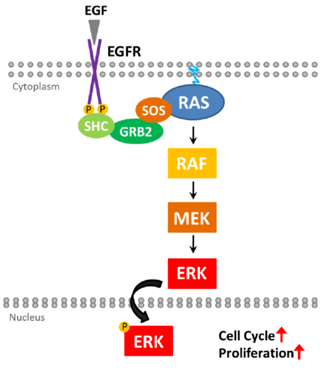 mapk主要有4个亚族,对应4条mapk通路:erk,p38,jnk,bmk1(erk5).