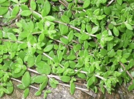 叫打不死的草药图片图片