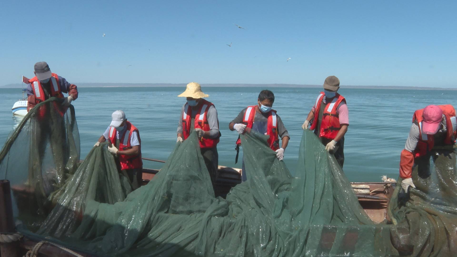 2022年乌伦古湖池沼公鱼捕捞量千余吨_进行_福海县_吨左右