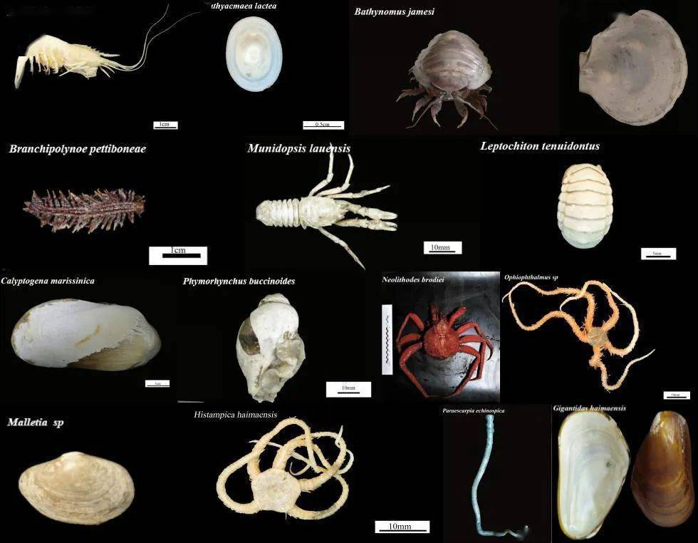 南海中的深海"绿洲"——海马冷泉大型底栖生物群落丨美丽南海_贻贝