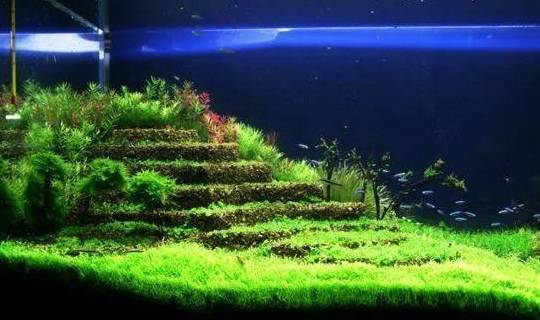 比铜钱草好看百倍的花 7天爆满一大缸 多到家里堆不下 水草 水质 宫廷草 朝阳新闻