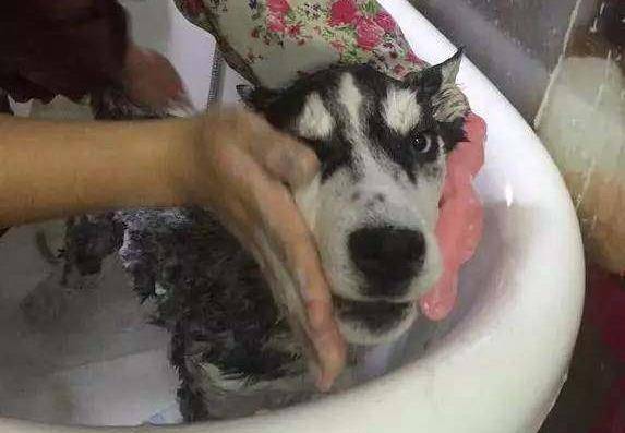 同样是二哈,同样是洗澡,为啥差距这么大呢?_金毛_小家伙_连大暖