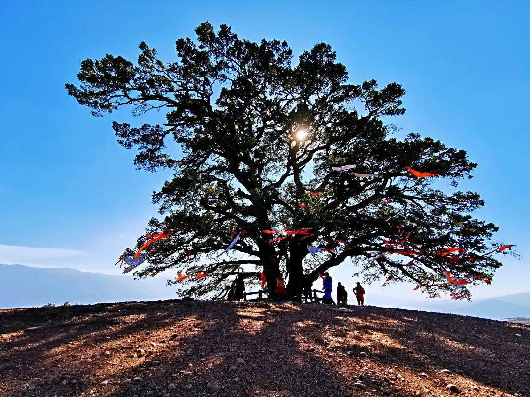 昆明山头有一棵孤独的千年神树,人们系丝带祈愿,还是电影取景地!