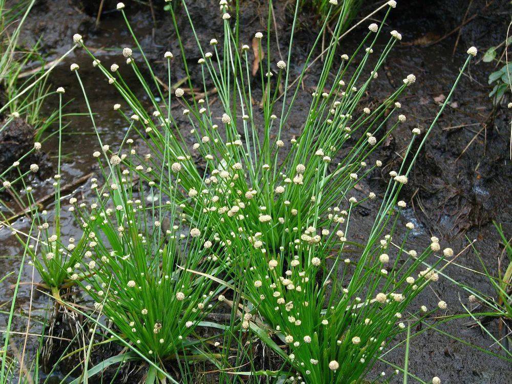 俗称"珍珠草",过去稻田里常见,很多人当杂草除,却不知它价值珍贵_植物