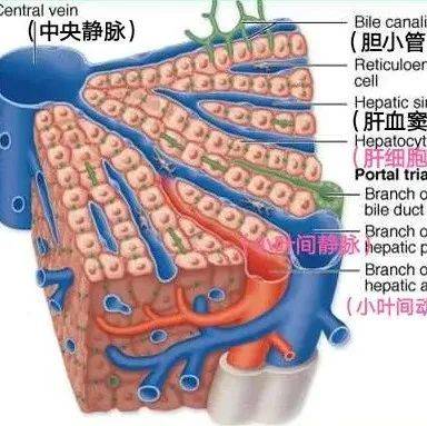 【内脏与疼痛】肝脏的门管区_小叶_门静脉_动脉