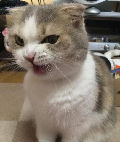 喂,110吗,这里有一只猫咪在凶人!_生活_受训_怒火