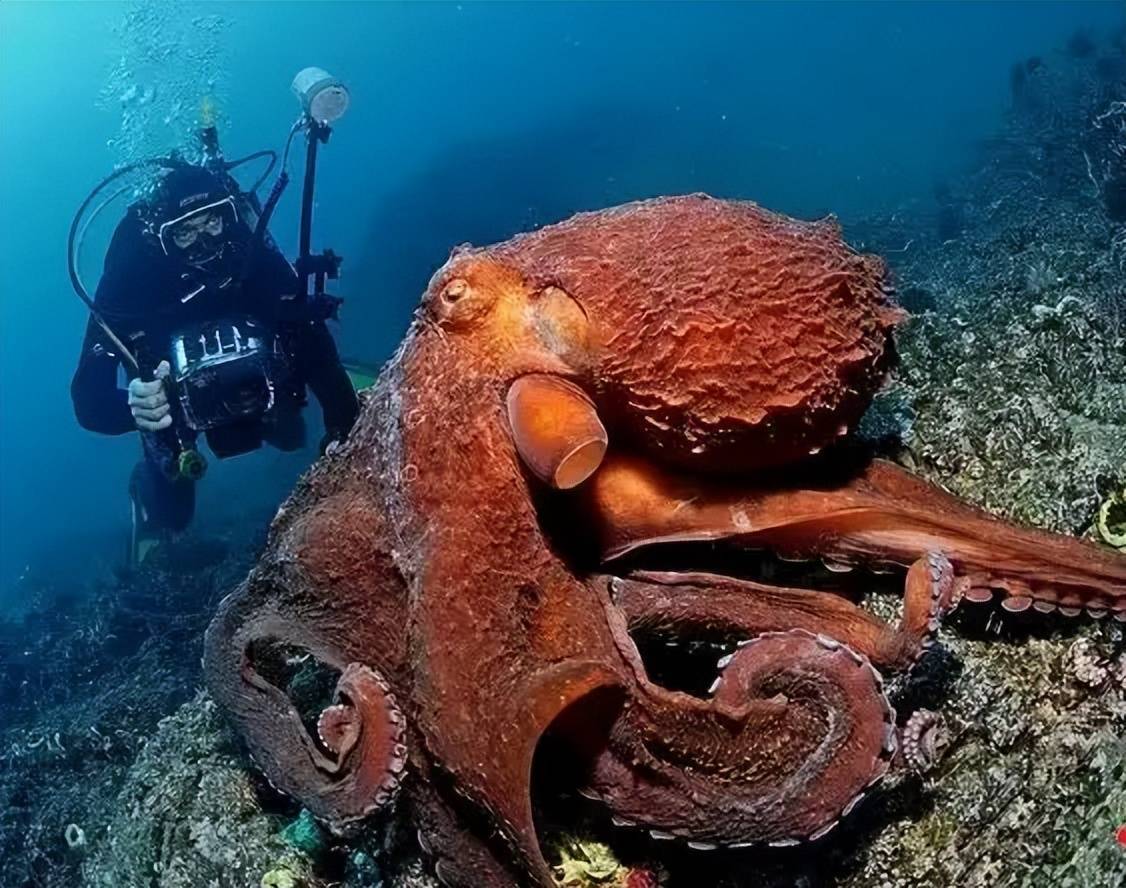 來自章魚桶的深海恐懼:這個說法就是鐵炮魚進化為章魚桶還可能出自