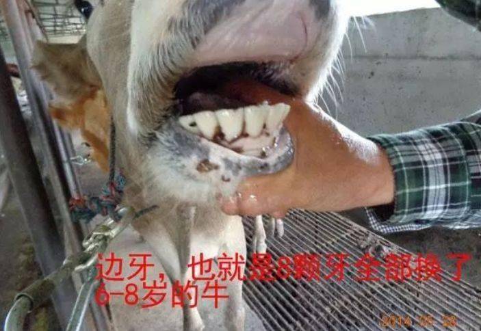 牛牛的牙齿简谱图片