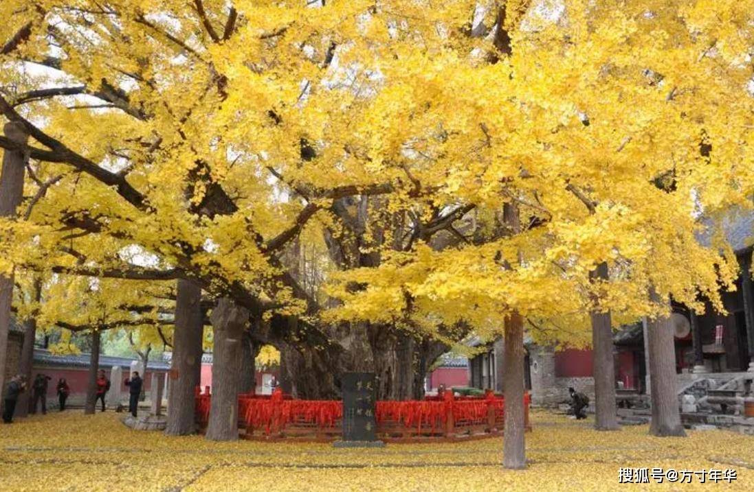 天下銀杏第一樹,天然森林氧吧——浮來山_歷史_千年_定林寺