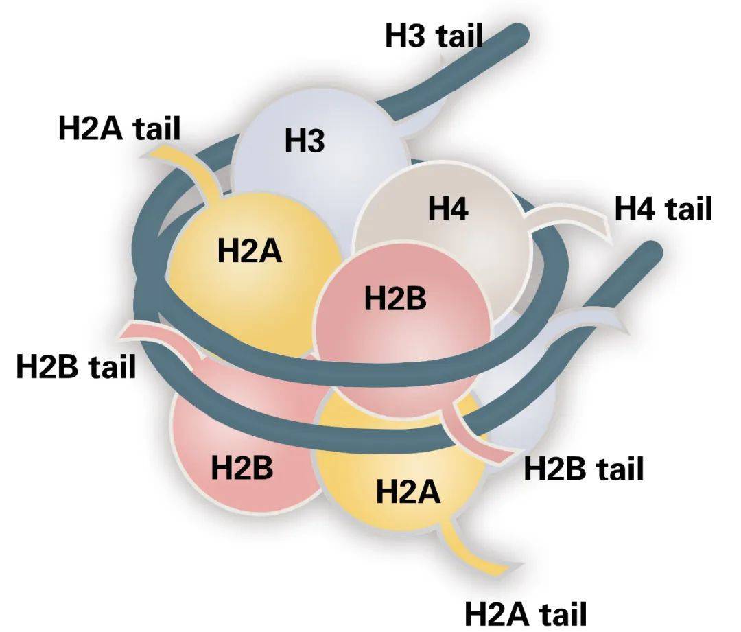 解析表观遗传学的工具——chip-seq(二)_ac_进行_tail