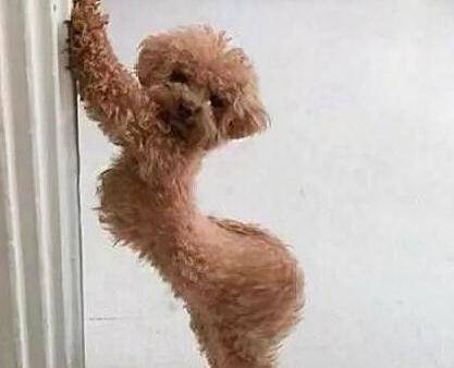 主人背泰迪兜风,没多久竟引起围观,回头一看泰迪表情让他笑岔气_狗狗