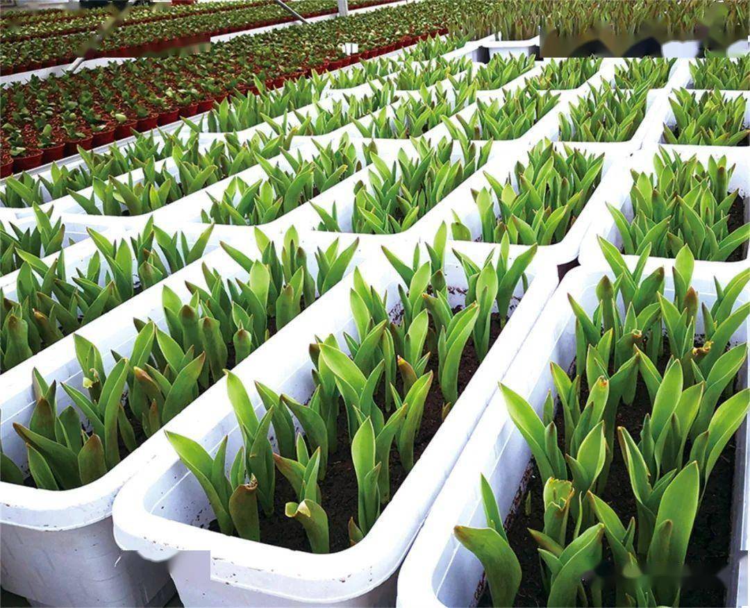 切花郁金香在上海地区的引种试种 技术 栽培 品种 种植