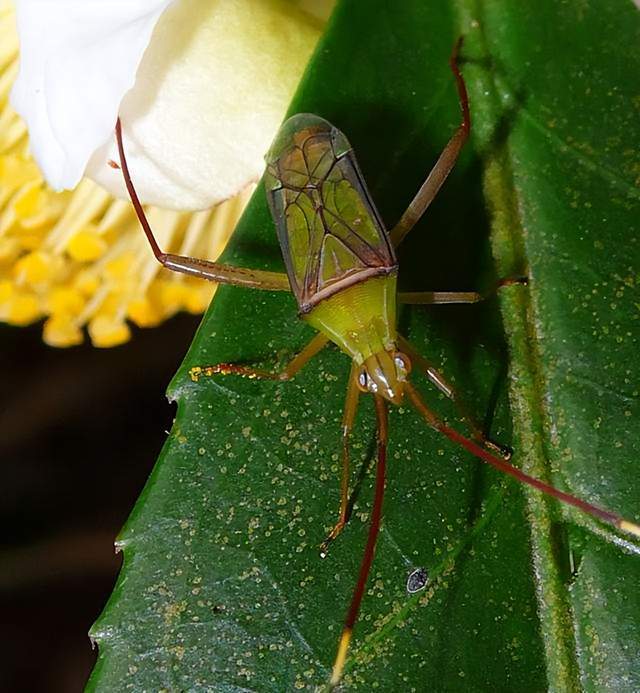 琥珀内的武氏大角蝽被发现,专家推断它的退化,是有原因的_武女士_触角