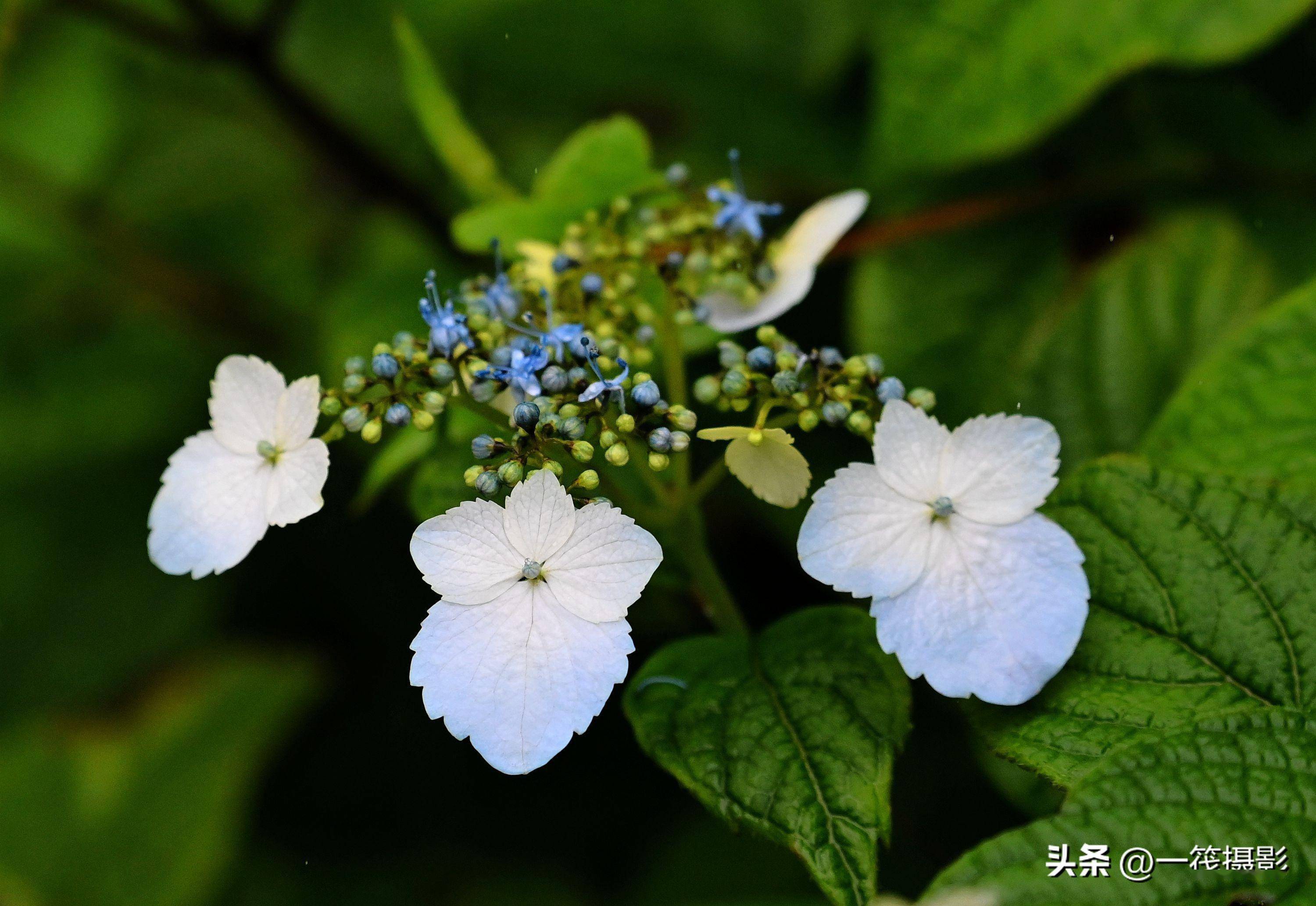 西藏墨脱,路边的野花——琼花_昆山_市花_浙江