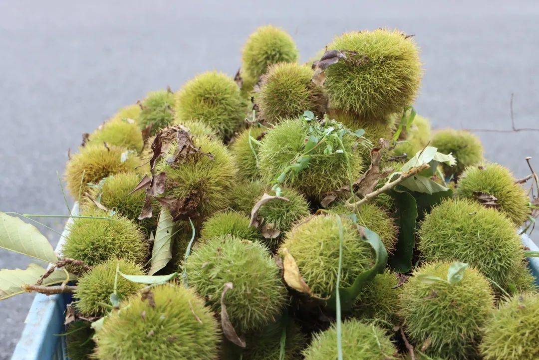 板栗_农户_杜家村