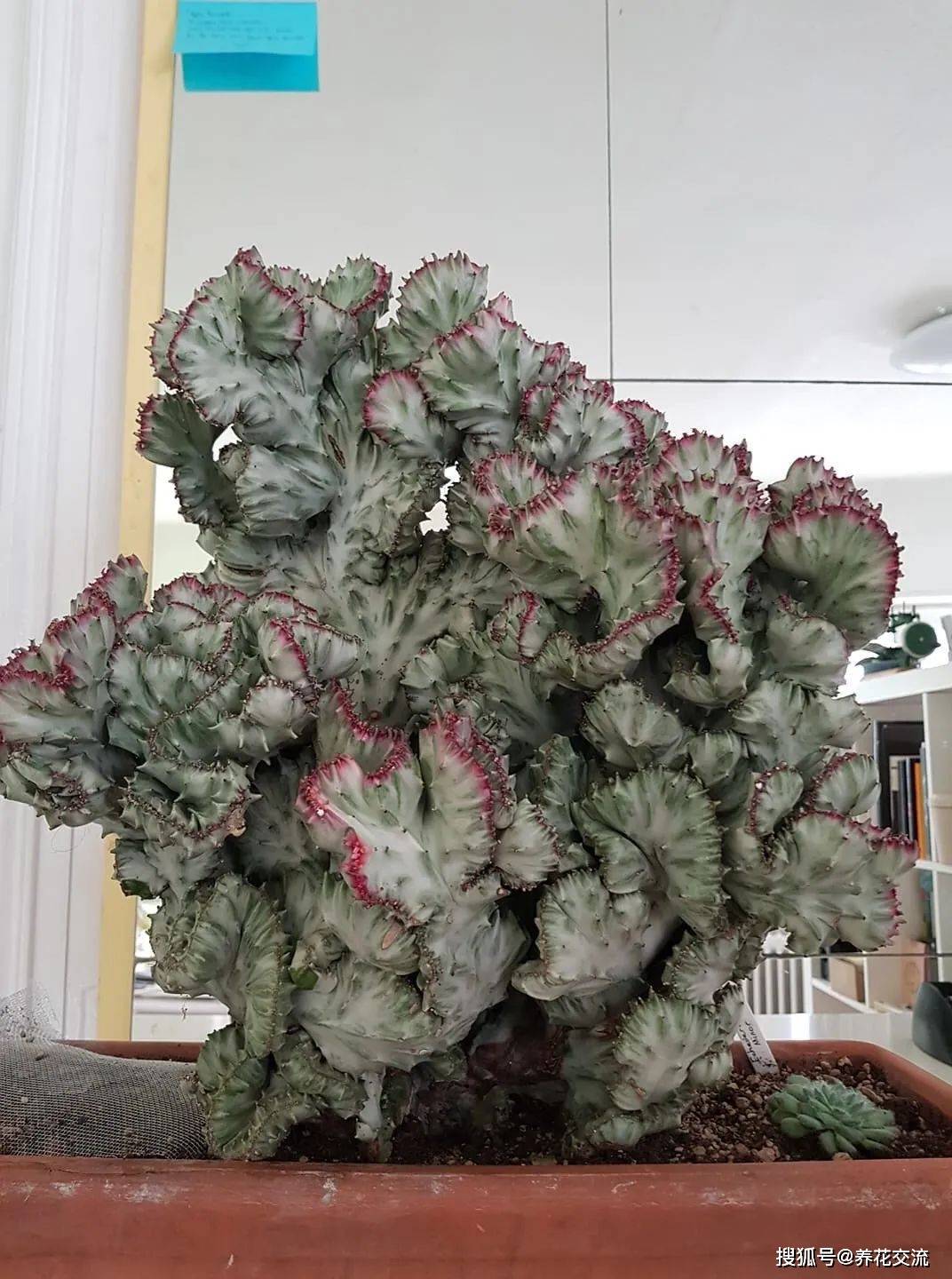 的帝锦,彩春峰,室内盆栽养不用经常打理,适合新手_lactea_植物_养护