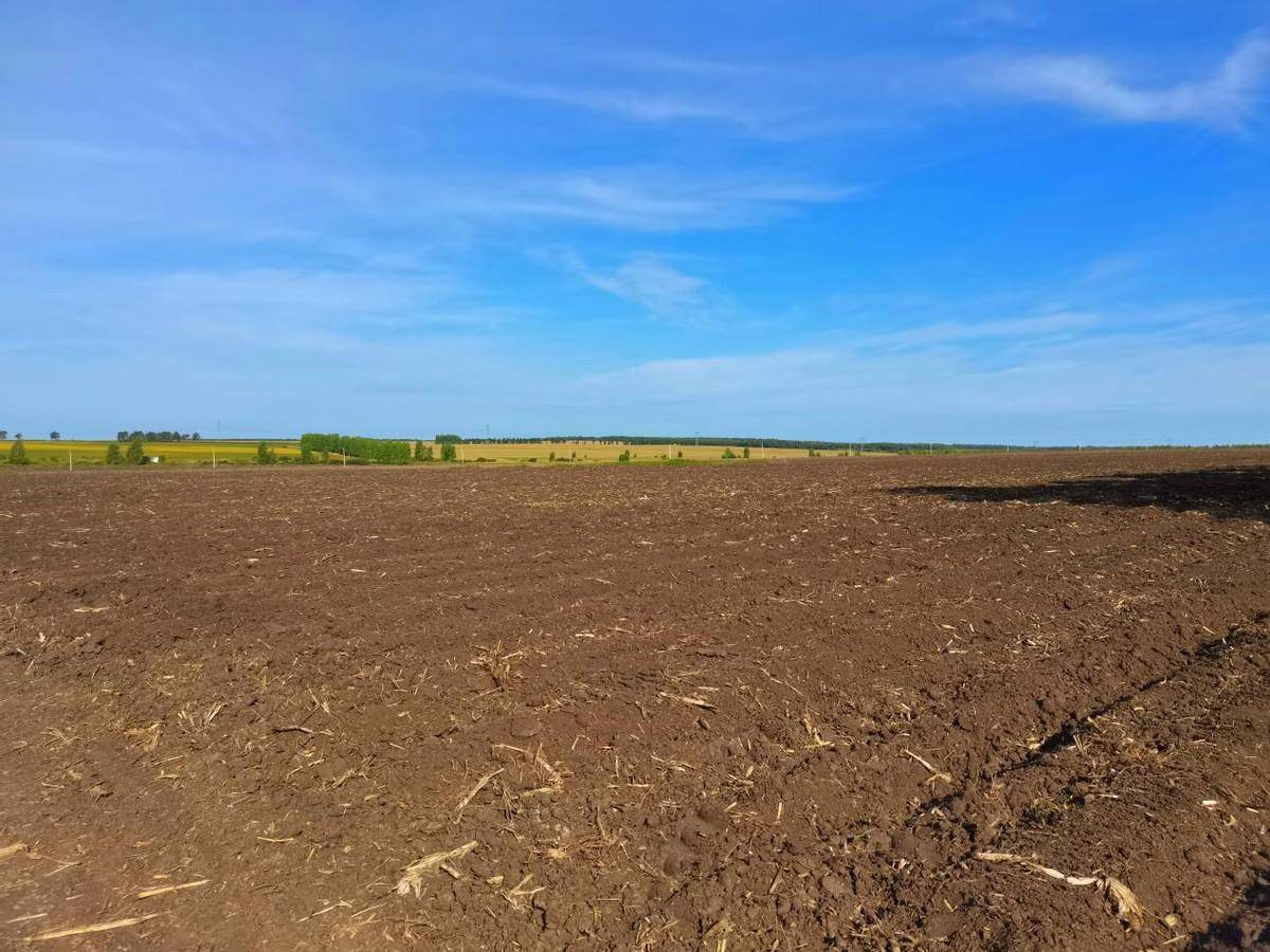 黑龙江红光农场有限公司:鲜食玉米秸秆还田 助力黑土藏粮于地_收获